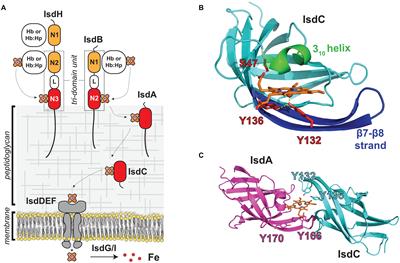 NEAr Transporter (NEAT) Domains: Unique Surface Displayed Heme Chaperones That Enable Gram-Positive Bacteria to Capture Heme-Iron From Hemoglobin